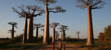The Avenue of the Baobabs, or Alley of the Baobabs. Photo credit: Noah Grossenbacher.