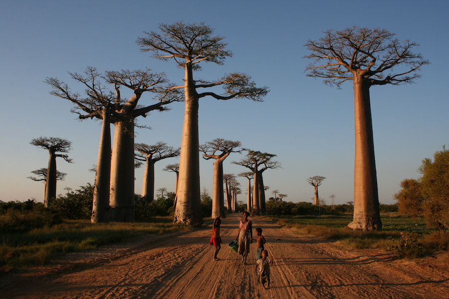 The Avenue of the Baobabs, or Alley of the Baobabs. Photo credit: Noah Grossenbacher.