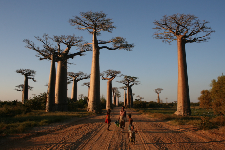 Vanilla cultivation can boost biodiversity in Madagascar •