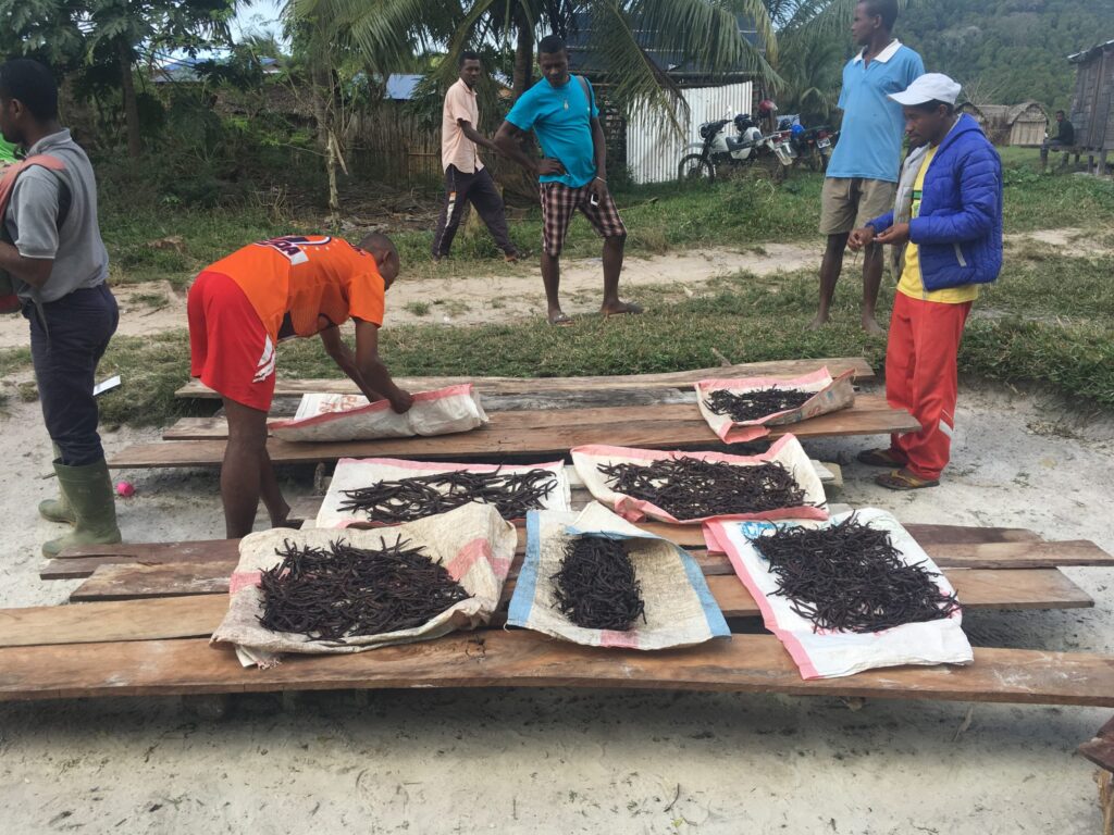 Smallholder vanilla agroforests in Madagascar with support trees for